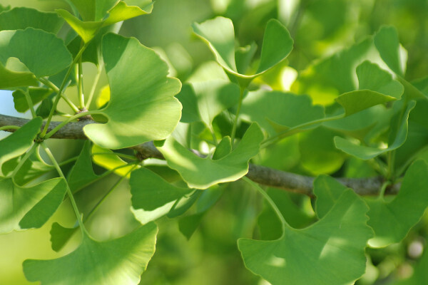 Tout savoir sur le Ginkgo biloba : son histoire & ses vertus !