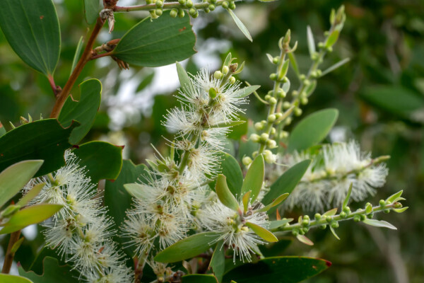 ¡Descubra los beneficios del aceite esencial de Niaouli!