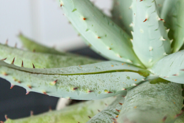 What are the benefits and properties of aloe vera?