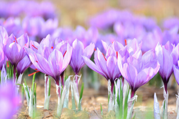 What are the benefits and properties of Saffron?