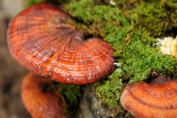 Reishi: ¡todo lo que necesita saber sobre el "hongo de la inmortalidad"!