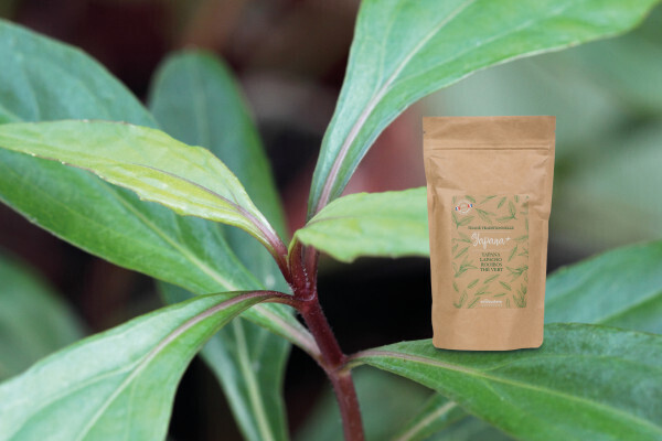 Descubra nuestra tisana Yapana+: ¡una infusión de bienestar única!
