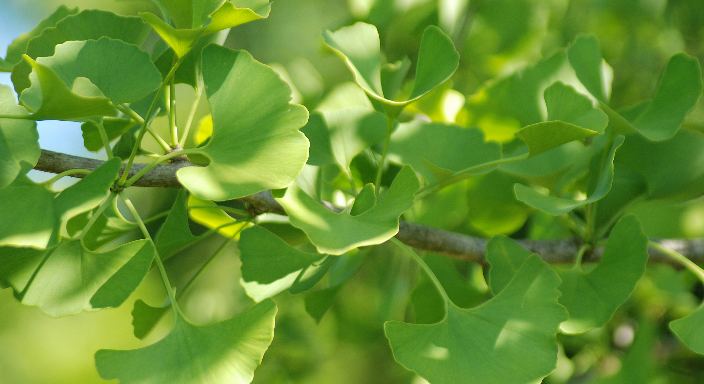 Tout savoir sur le Ginkgo biloba : son histoire & ses vertus